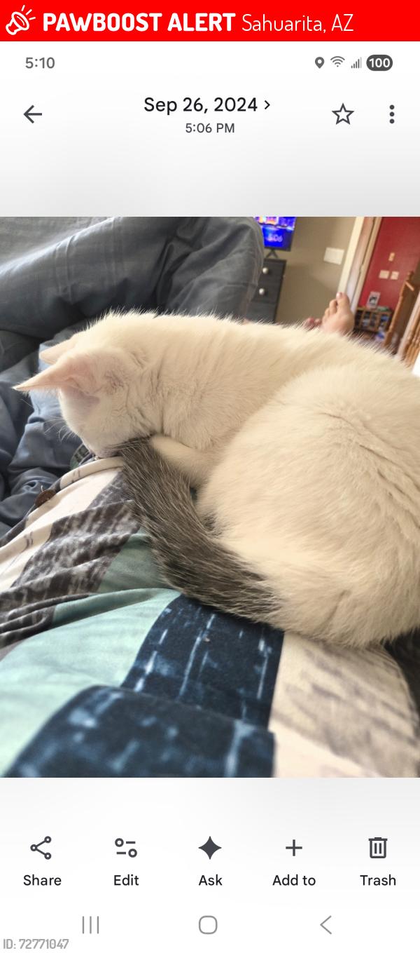 Lost Male Cat last seen Del Moro / Trujal, Sahuarita, AZ 85629