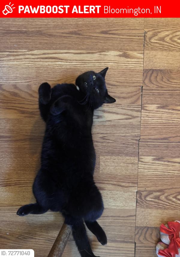 Lost Male Cat last seen Mays greenhouse/racetrack, Bloomington, IN 47401