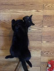 Lost Male Cat last seen Mays greenhouse/racetrack, Bloomington, IN 47401