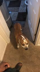 Lost Male Dog last seen N Abington Dr, Indianapolis, IN 46254