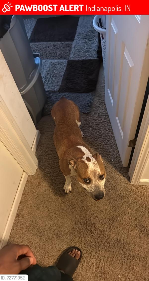 Lost Male Dog last seen N Abington Dr, Indianapolis, IN 46254
