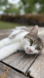 Lost Female Cat last seen Knox road , Keller, TX 76262