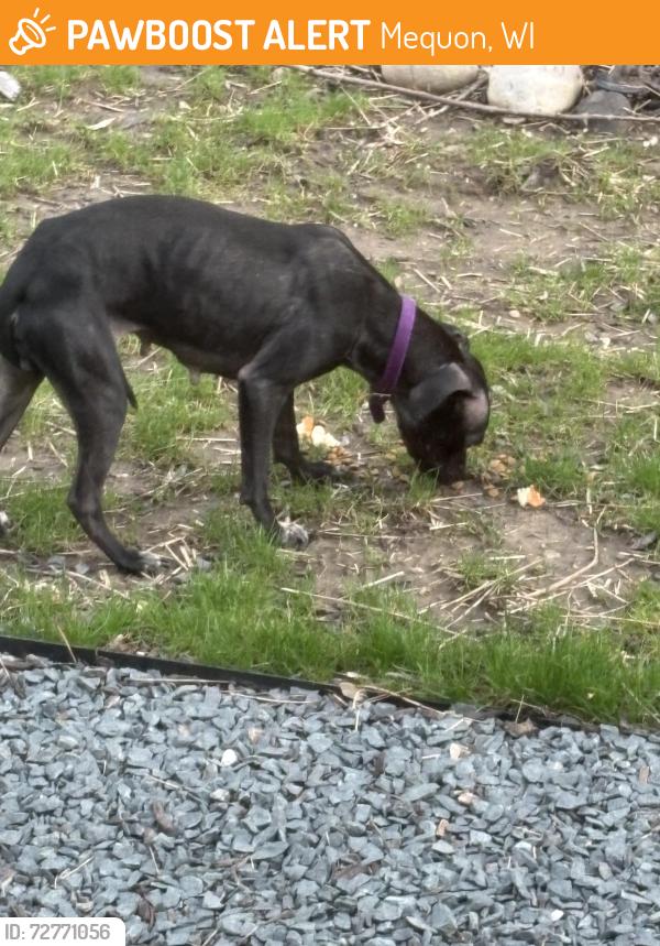 Found/Stray Female Dog last seen Donges bay and Wauwatosa , Mequon, WI 53097