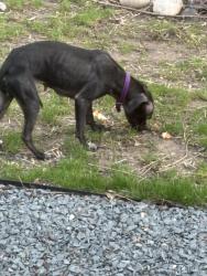 Found/Stray Female Dog last seen Donges bay and Wauwatosa , Mequon, WI 53097