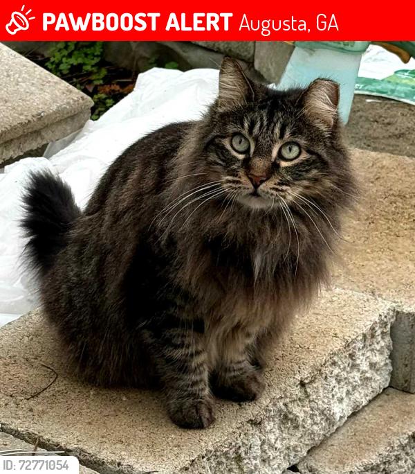 Lost Female Cat last seen Near Old Morris Road near belair ests, Augusta, GA 30909
