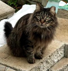 Lost Female Cat last seen Near Old Morris Road near belair ests, Augusta, GA 30909