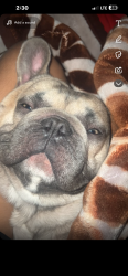 Lost Male Dog last seen kilpatrick, Cleburne, TX 76031