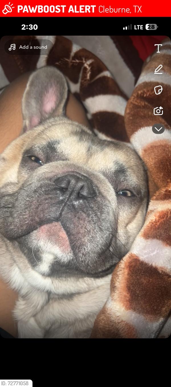 Lost Male Dog last seen kilpatrick, Cleburne, TX 76031