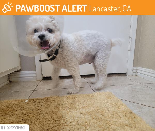Found/Stray Male Dog last seen 27th east and nugent, Lancaster, CA 93535