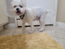 Found/Stray Male Dog last seen 27th east and nugent, Lancaster, CA 93535