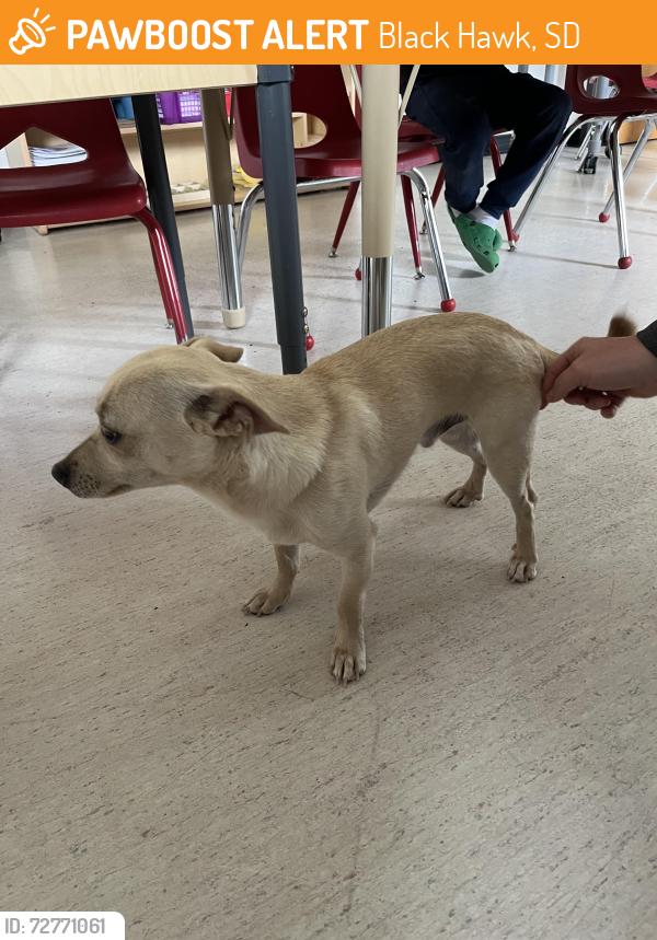 Found/Stray Male Dog last seen Baseball fields behind Lutheran church, currently in the church, Black Hawk, SD 57718