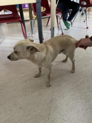 Found/Stray Male Dog last seen Baseball fields behind Lutheran church, currently in the church, Black Hawk, SD 57718