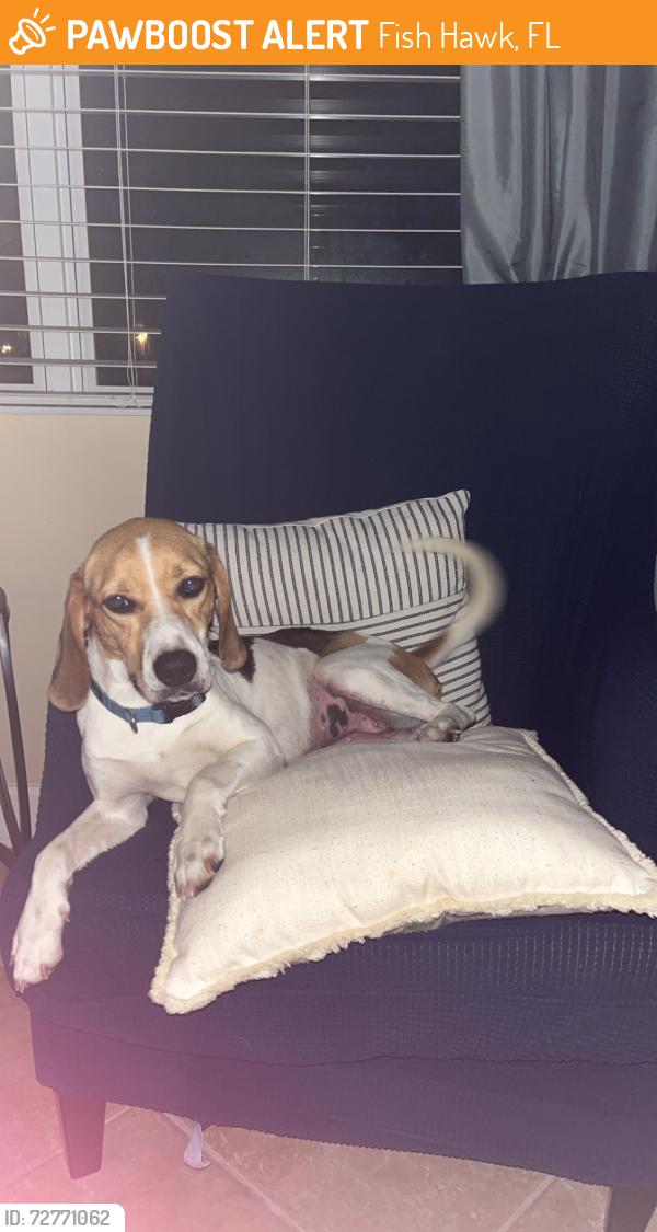 Found/Stray Female Dog last seen Dorman/Boyette, Fish Hawk, FL 33547