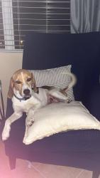 Found/Stray Female Dog last seen Dorman/Boyette, Fish Hawk, FL 33547