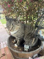 Lost Female Cat last seen Tolliver Lane in Oak Grovr, North Little Rock, AR 72118