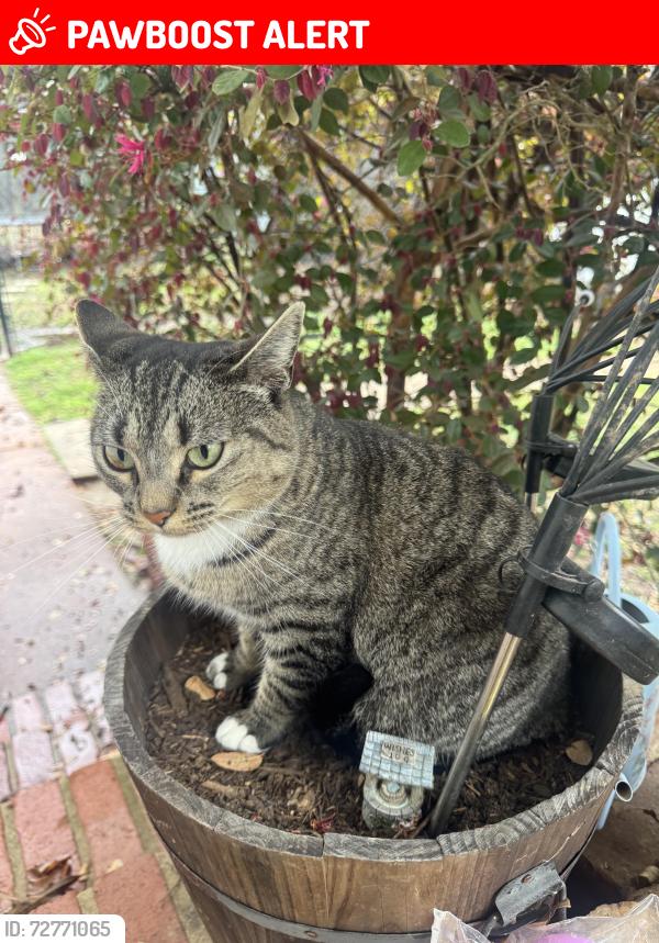 Lost Female Cat last seen Tolliver Lane in Oak Grovr, North Little Rock, AR 72118