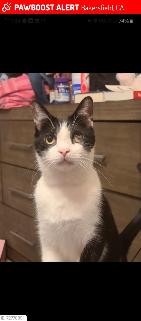 Lost Male Cat last seen Leigh River and old farm, Bakersfield, CA 93312