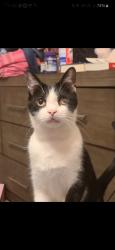 Lost Male Cat last seen Leigh River and old farm, Bakersfield, CA 93312
