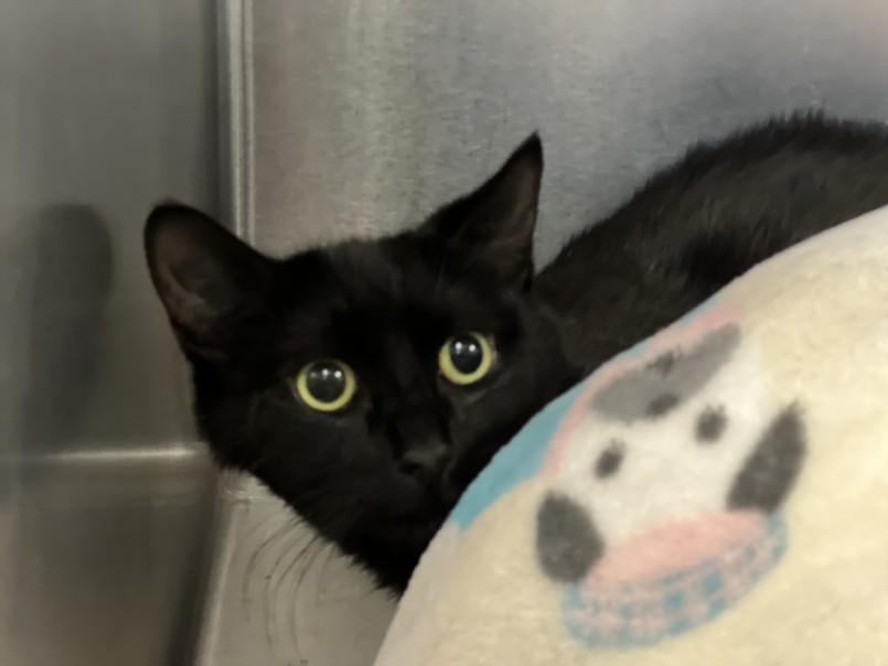 Shelter Stray Female Cat last seen , San Pedro, CA 90731