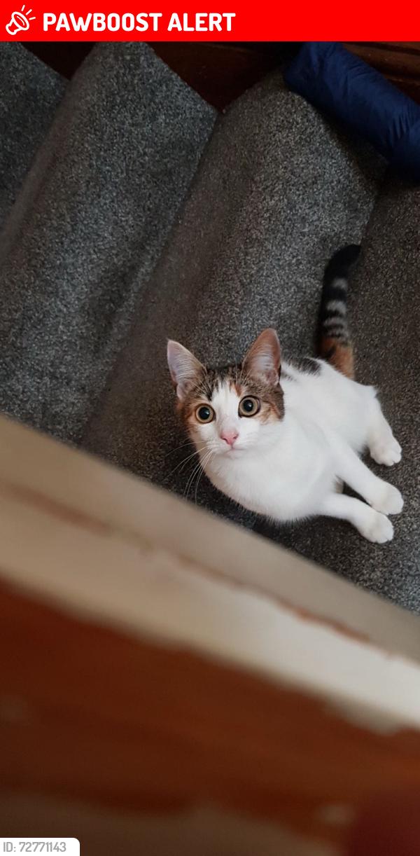 Lost Female Cat last seen Cheetham hill , Manchester, England 