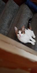 Lost Female Cat last seen Cheetham hill , Manchester, England 