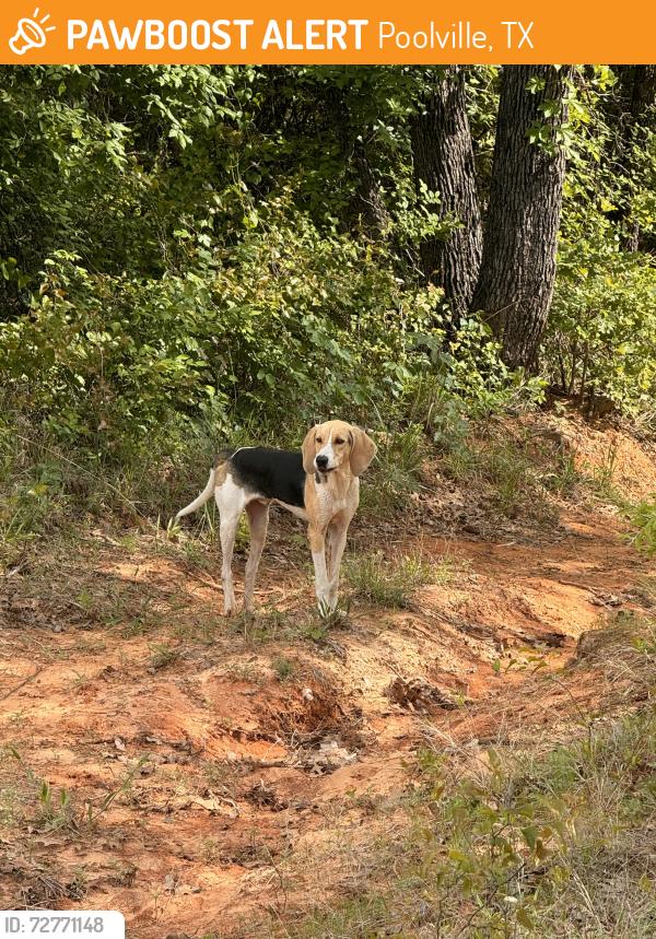 Found/Stray Male Dog last seen Dollar general, salt creek road. , Poolville, TX 76487
