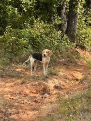 Found/Stray Male Dog last seen Dollar general, salt creek road. , Poolville, TX 76487