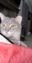 Lost Male Cat last seen Between maze and MacGregor in Franklin twp, Indianapolis, IN 46259