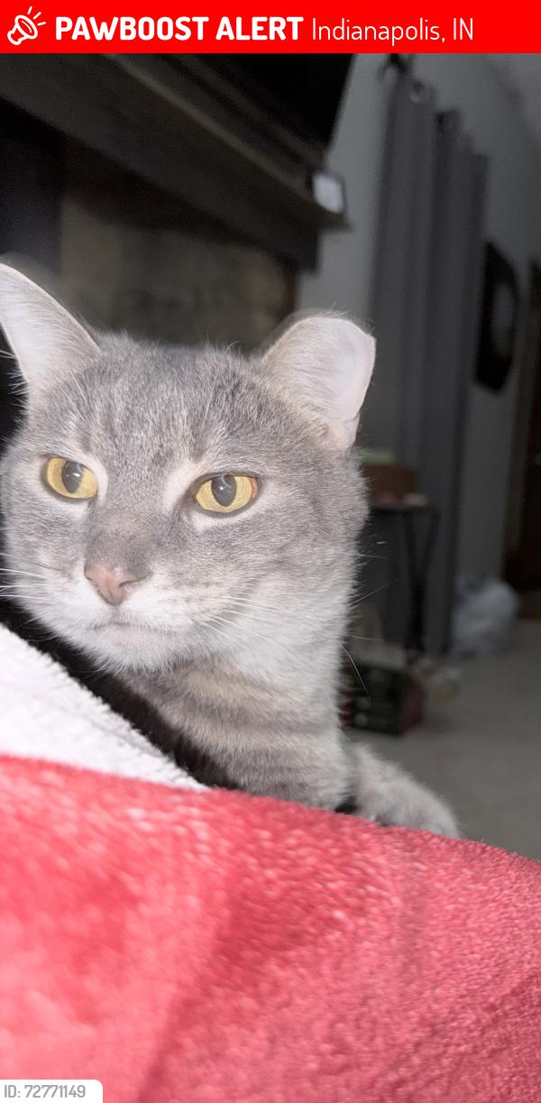 Lost Male Cat last seen Between maze and MacGregor in Franklin twp, Indianapolis, IN 46259