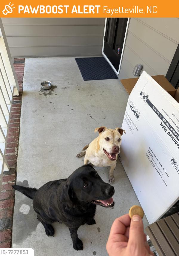 Found/Stray Female Dog last seen Food Lion at 3300 Rosehill Road , Fayetteville, NC 28311