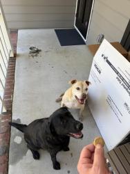 Found/Stray Female Dog last seen Food Lion at 3300 Rosehill Road , Fayetteville, NC 28311