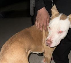 Found/Stray Male Dog last seen Near S Main Street, Rolesville, NC 27571