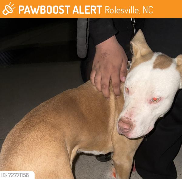 Found/Stray Male Dog last seen Near S Main Street, Rolesville, NC 27571