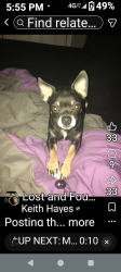 Lost Male Dog last seen Prescott and Briggsmore , Modesto, CA 95350