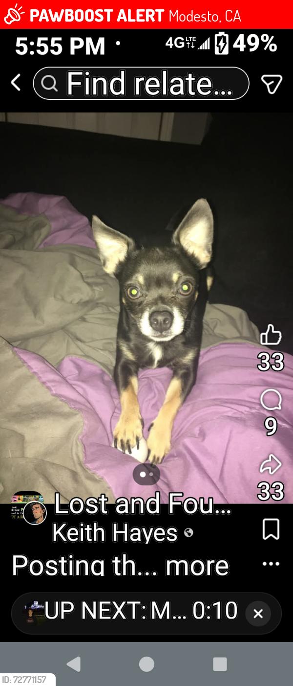 Lost Male Dog last seen Prescott and Briggsmore , Modesto, CA 95350