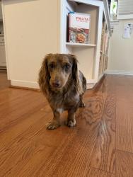 Found/Stray Male Dog last seen Saddle club south , Midland, TX 79705