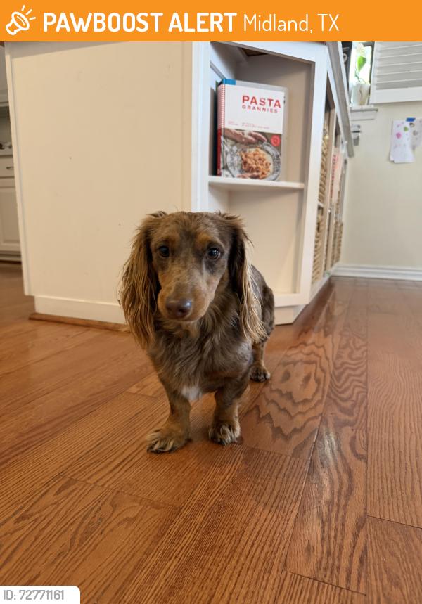 Found/Stray Male Dog last seen Saddle club south , Midland, TX 79705