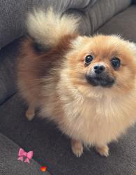 Lost Female Dog last seen Lantados St, Bakersfield, CA 93307
