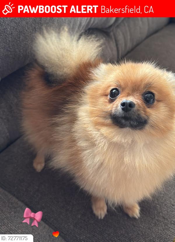 Lost Female Dog last seen Lantados St, Bakersfield, CA 93307