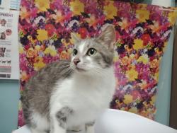 Shelter Stray Female Cat last seen Bancroft and Langrage, 43608, OH, Maumee, OH 43537