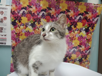 Shelter Stray Female Cat last seen Bancroft and Langrage, 43608, OH, Maumee, OH 43537