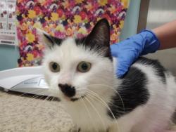 Shelter Stray Female Cat last seen Bancroft and Langrage, 43608, OH, Maumee, OH 43537