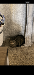 Lost Female Cat last seen Near county road y Stevens point , Stevens Point, WI 54482