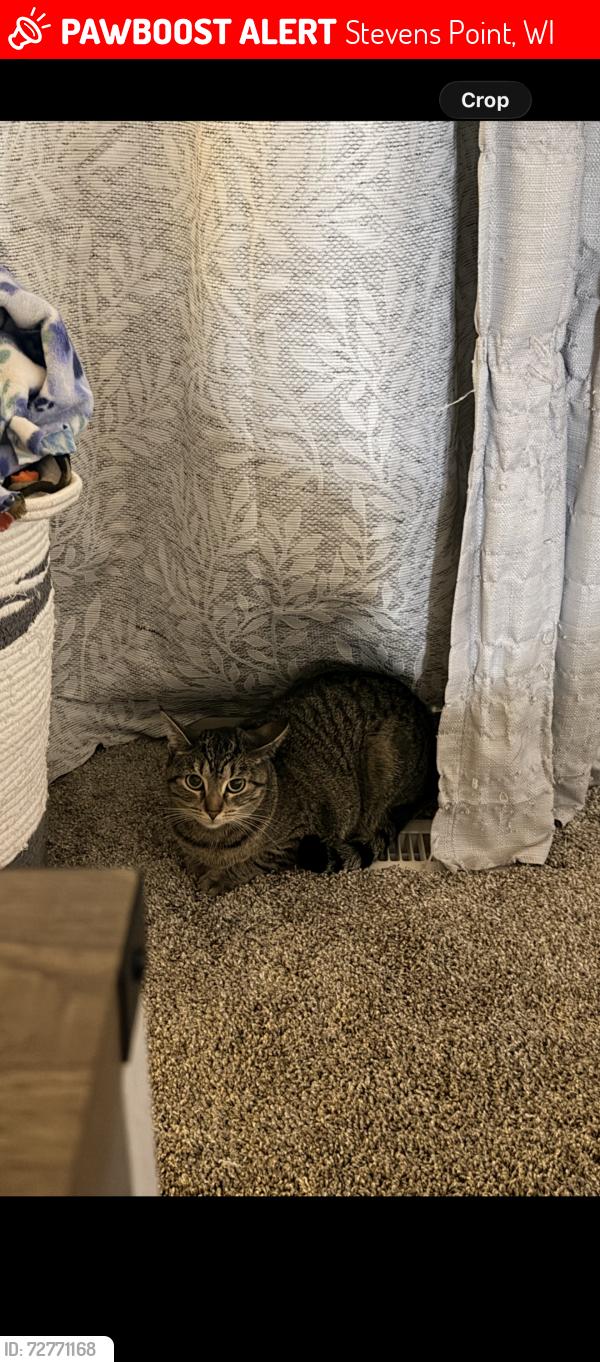 Lost Female Cat last seen Near county road y Stevens point , Stevens Point, WI 54482