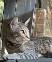 Lost Female Cat last seen Briarpath, San Antonio, TX 78249