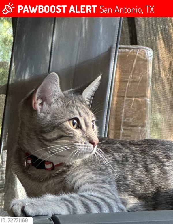 Lost Female Cat last seen Briarpath, San Antonio, TX 78249