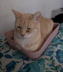 Lost Male Cat last seen Dixie drive and 360 n, St. George, UT 84770