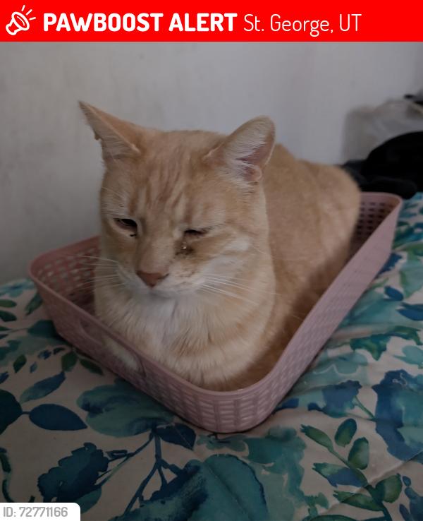 Lost Male Cat last seen Dixie drive and 360 n, St. George, UT 84770