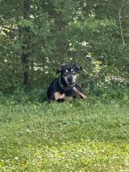 Found/Stray Unknown Dog last seen Parte trasera de mi casa , Raleigh, NC 27604