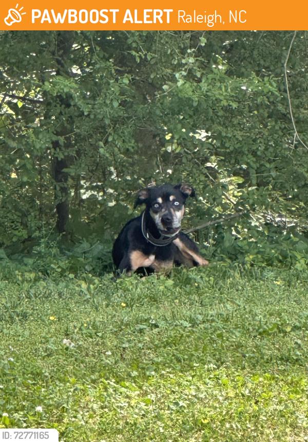 Found/Stray Unknown Dog last seen Parte trasera de mi casa , Raleigh, NC 27604